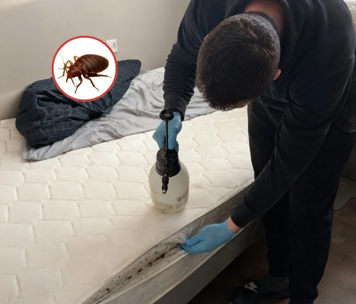 Technicien traitant un matelas contre les punaises de lit à Arronville